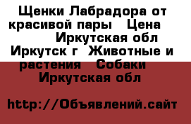  Щенки Лабрадора от красивой пары › Цена ­ 24 000 - Иркутская обл., Иркутск г. Животные и растения » Собаки   . Иркутская обл.